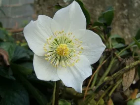 Christmas rose,