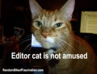 editor cat is not amused