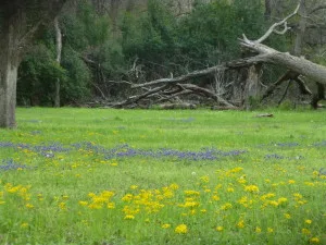 Spring flowers greeted us for the ball.