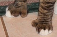 Cat thumbs