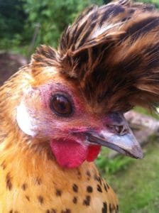 A gold spangled Appenzeller Spitzhauben hen living in Scotland.