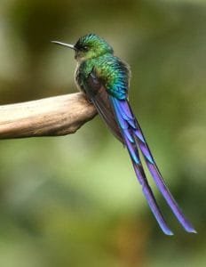 Violet-tailed_Sylph hummingbird