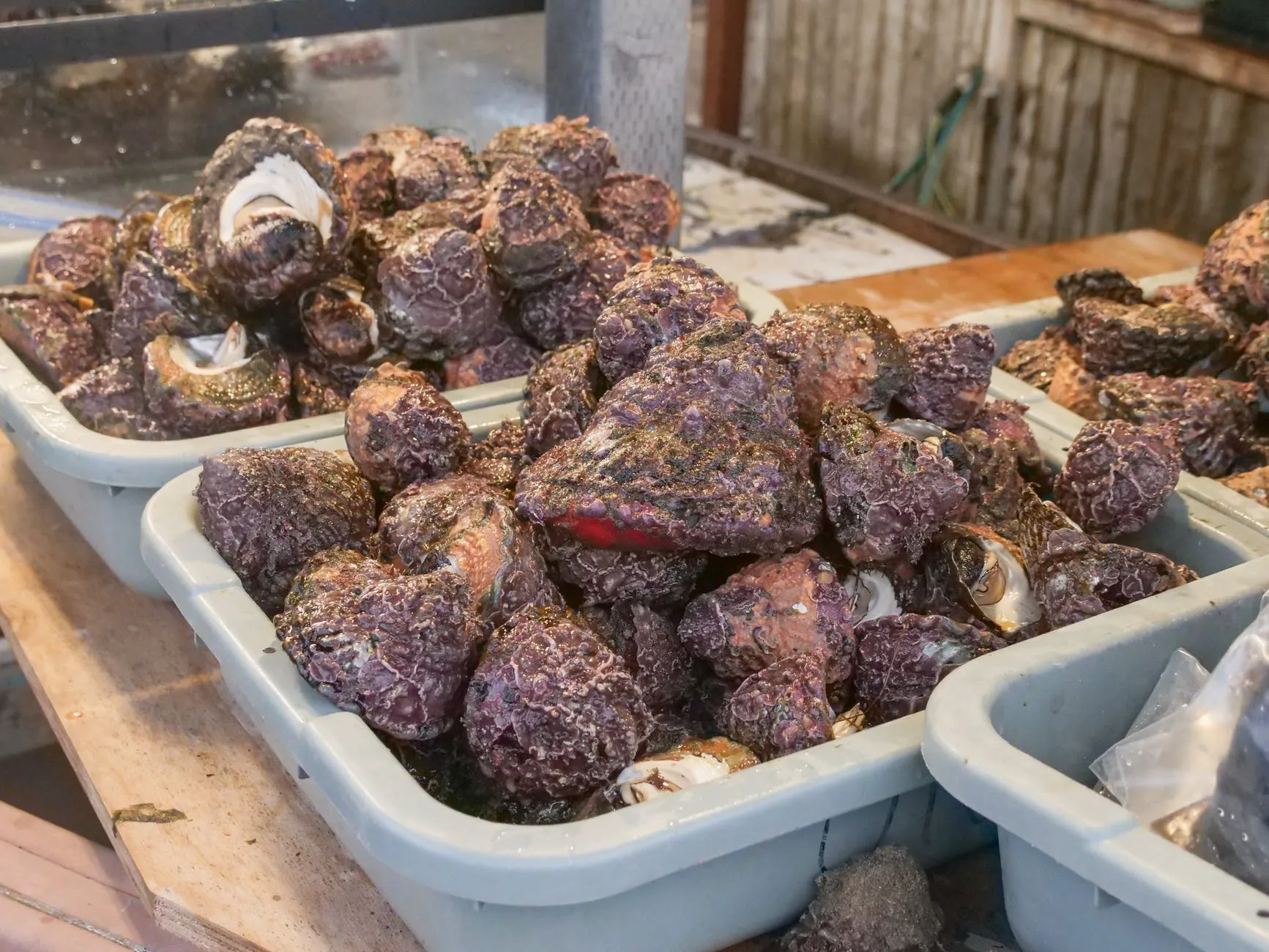 brown and white sea shells in white plastic container