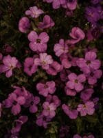 nature field flowers pattern