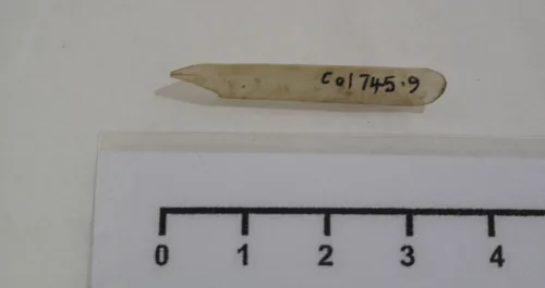 Quill pen and cardboard box containing ten quill nibs; yellow label on box with green printing; quill pen nibs inside ,Auckland Museum CCA 4