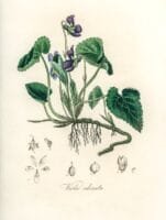 English violet (Viola odorata) illustration from Medical Botany (1836) by John Stephenson and James Morss Churchill.