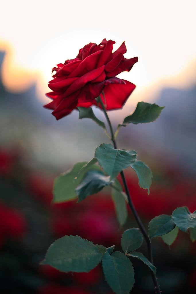 Selective Focus Close-up Photo of Red Rose