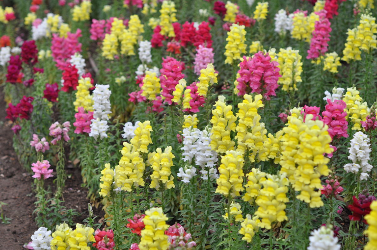 Snapdragons Keymsham A Bit about Snapdragons - Random Bits of Fascination