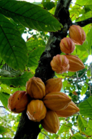 cacao pods growing on the tree