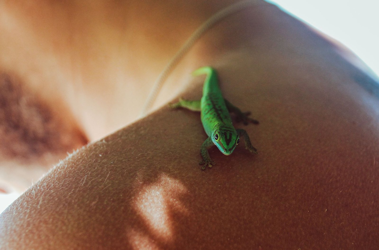 lizard on shoulder
