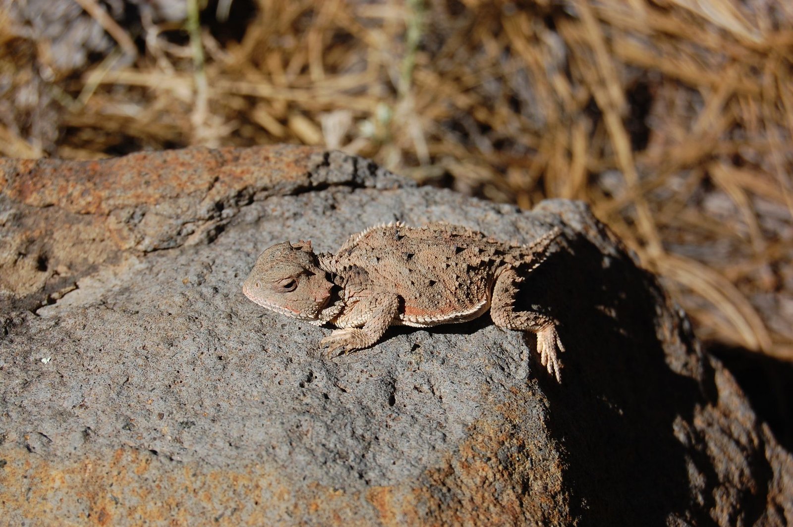 pygmy short horned lizard on rock